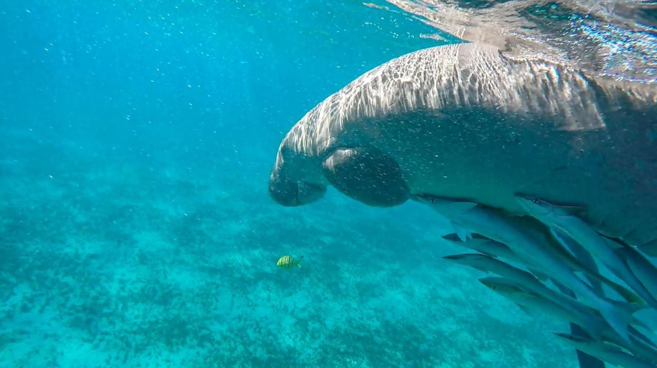 Blue Vision Diving Hotel Marsa Alam Luaran gambar