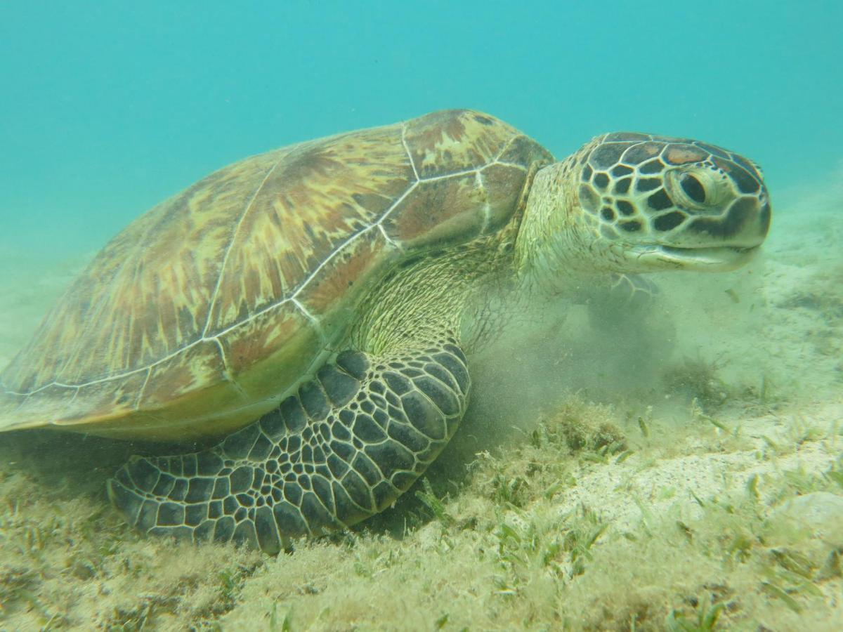 Blue Vision Diving Hotel Marsa Alam Luaran gambar