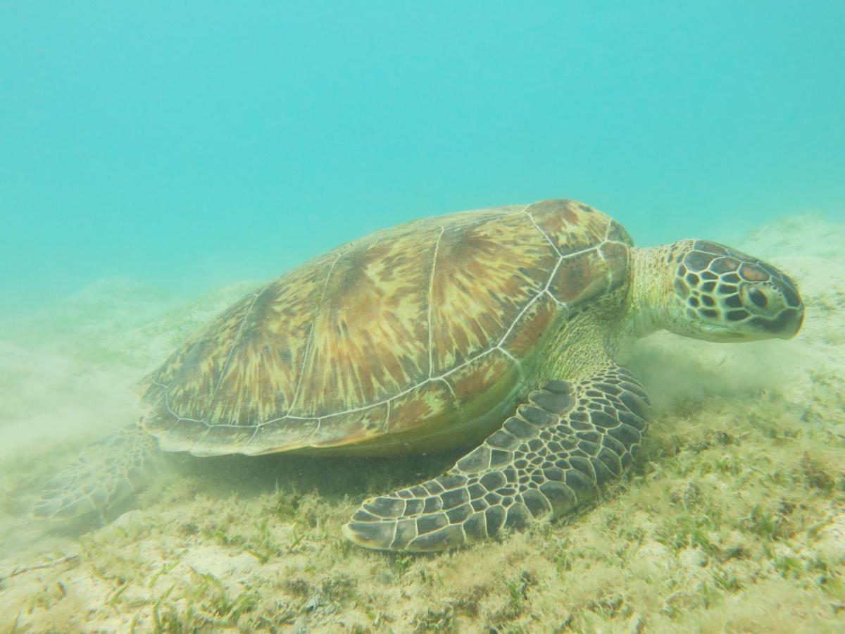 Blue Vision Diving Hotel Marsa Alam Luaran gambar