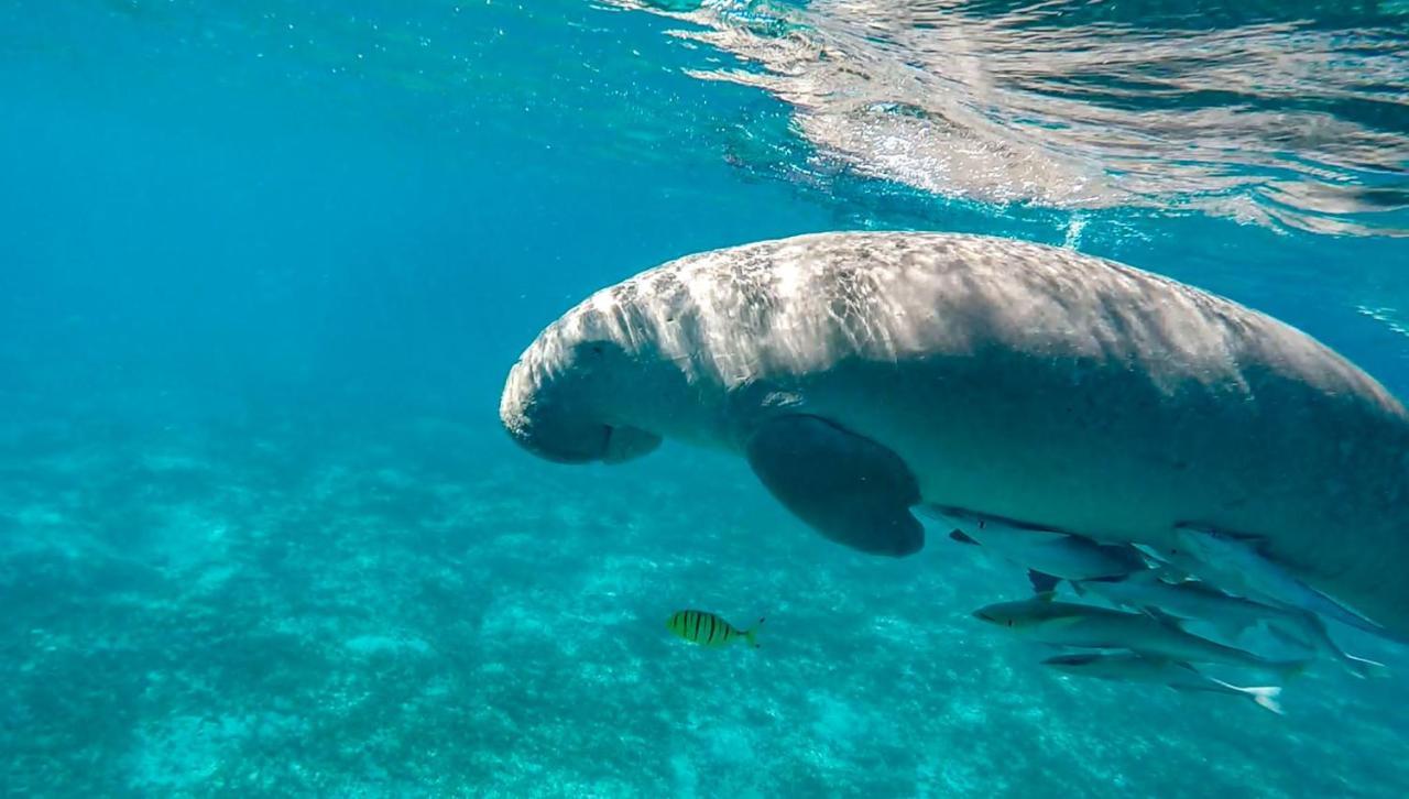 Blue Vision Diving Hotel Marsa Alam Luaran gambar