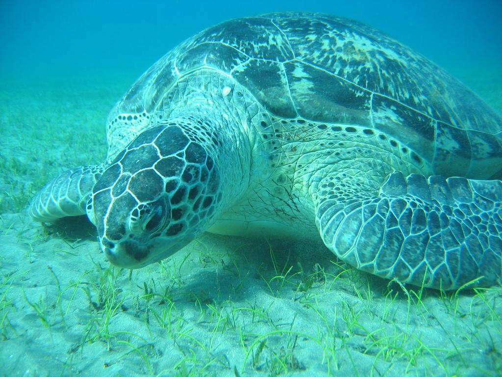 Blue Vision Diving Hotel Marsa Alam Luaran gambar